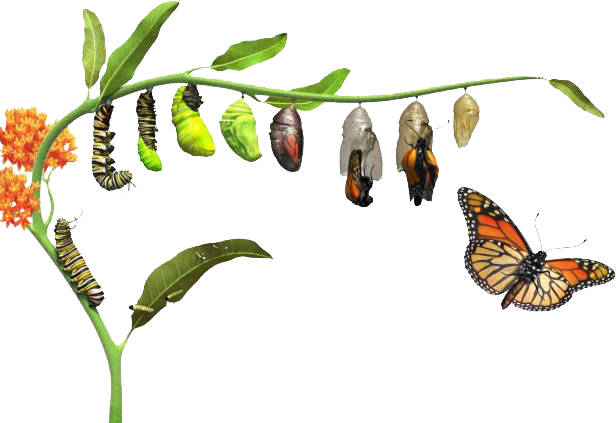 SER Desenvolve - Crescimento pessoal